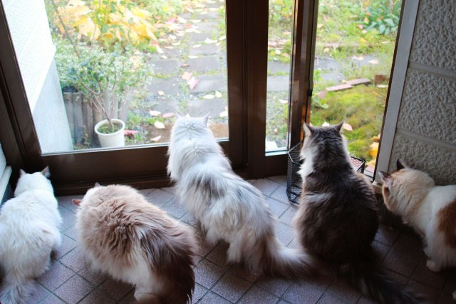 フルーツキャップ2 クスッと猫ズ生活 フルーツキャップ2 クスッと猫ズ生活