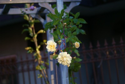 f0170524_16453711.jpg