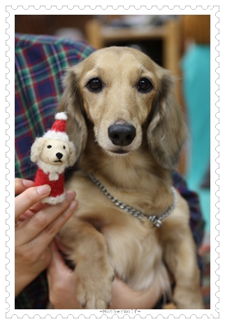【続!】第3弾!!フェルトdog教室 ::リハーサル篇♪::_e0191026_12285385.jpg