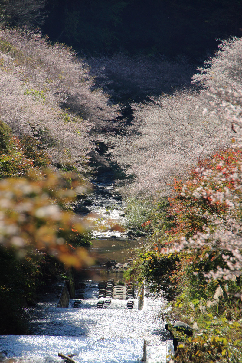 枯れ木に花を咲かせませう②_b0222029_1912313.jpg