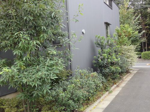 植栽_c0178231_14573532.jpg