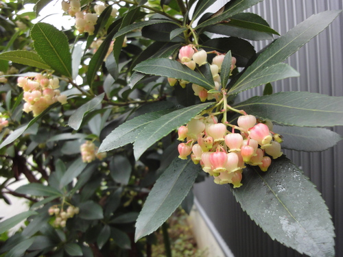 植栽_c0178231_14585273.jpg