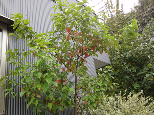 植栽_c0178231_1541718.jpg