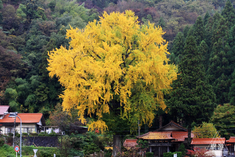 207 明泉寺 ~明泉寺の大銀杏~_c0211532_22203024.jpg