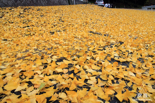 207 明泉寺 ~明泉寺の大銀杏~_c0211532_22272015.jpg