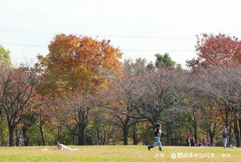 市内草加公園の黄葉？？_e0052135_18284448.jpg