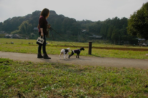 愛犬と国宝見学_c0027639_11103634.jpg