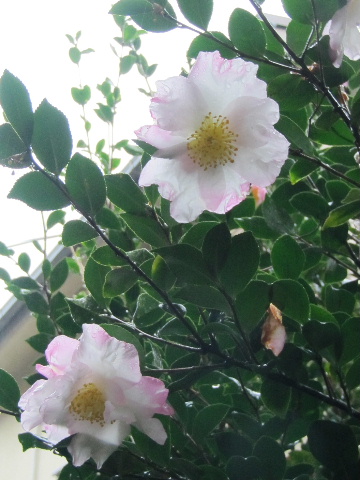 喫茶カモシカスペシャル _f0082141_12534271.jpg