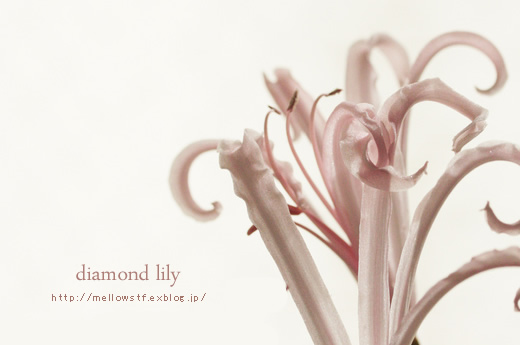 ダイヤモンド・リリーとピンクのお花。_d0124248_20341711.jpg