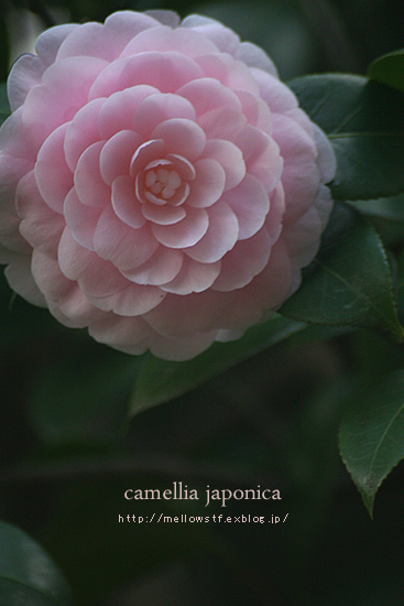 ダイヤモンド・リリーとピンクのお花。_d0124248_20393234.jpg