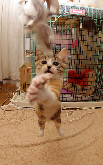 だーっ!_a0028451_13274154.jpg