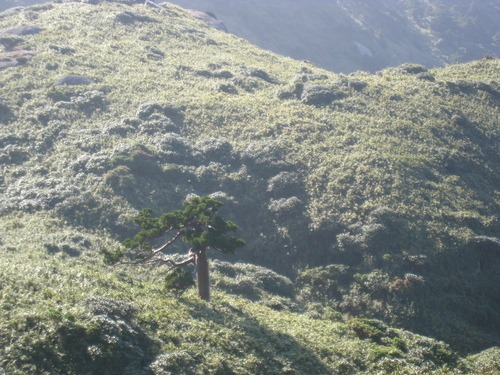 神様の山へ　宮之浦岳へ。_b0160957_737819.jpg