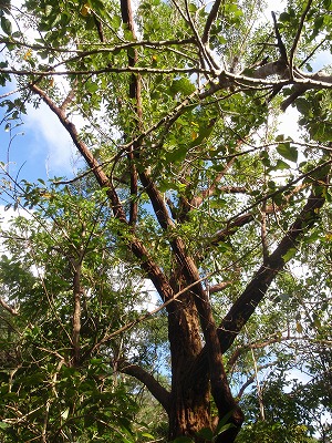 c0180460_2032542.jpg
