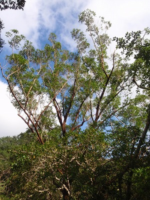 c0180460_2033619.jpg