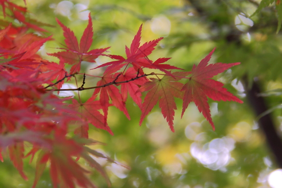 深大寺＆神代植物公園_e0193064_21243852.jpg