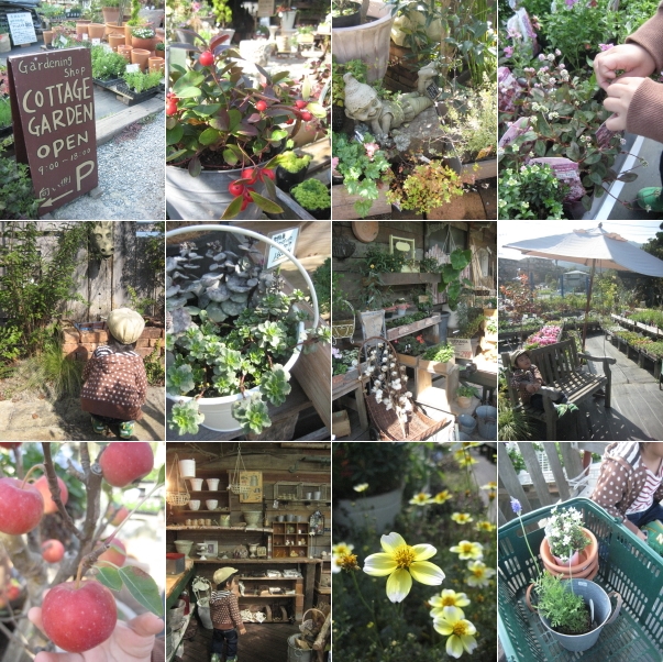 Cottage Garden Chocolat Au Lait Cottage Garden Chocolat Au Lait
