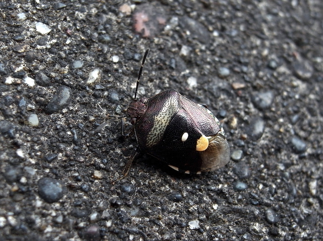b0130166_20424479.jpg