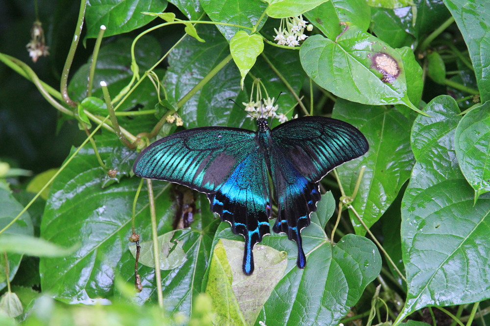 ミヤマカラスアゲハ　　今年の出会い　　2011.8.6群馬県_a0146869_7183425.jpg