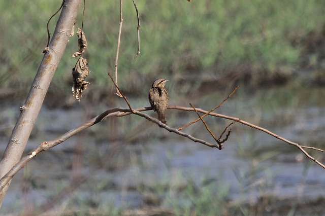 アリスイ、まだいました! 先週末の鳥類園(2011.11.12~13)_e0046474_12264737.jpg