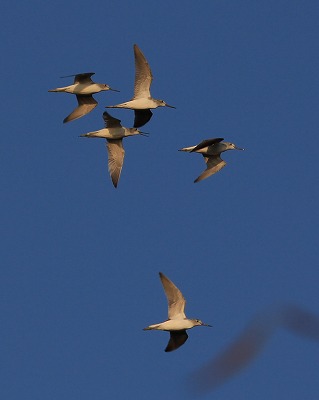 アリスイ、まだいました! 先週末の鳥類園(2011.11.12~13)_e0046474_12311989.jpg