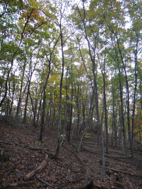 神流マウンテンラン&ウォーク大会 2011/11/05-06 _b0220886_185151.jpg