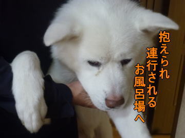 犬川柳_a0187087_17254871.jpg