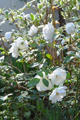 d0099791_13732.jpg