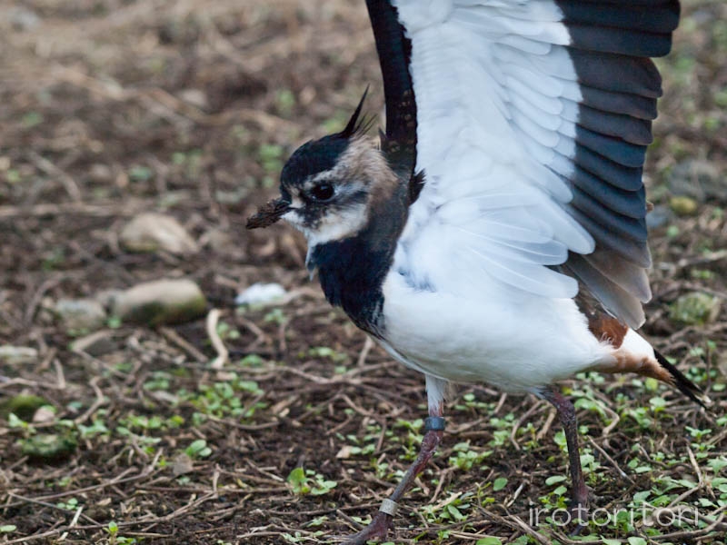 多摩動物園　タゲリ　　2011/11/13_d0146592_0101458.jpg