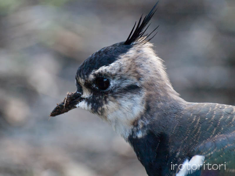 多摩動物園　タゲリ　　2011/11/13_d0146592_094397.jpg