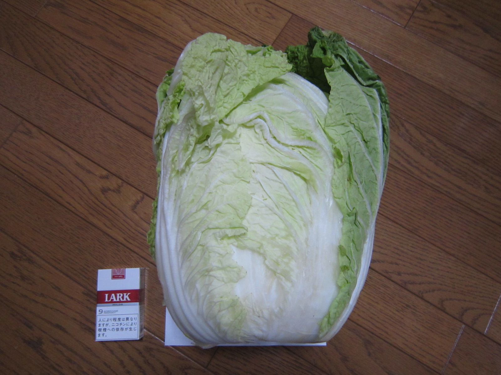 白菜_f0204295_16383578.jpg