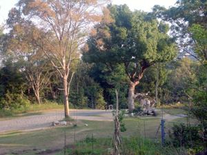 天王寺動物園_e0201210_15232899.jpg