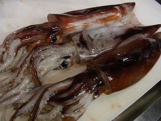 オスのシシャモ_f0157910_1634711.jpg