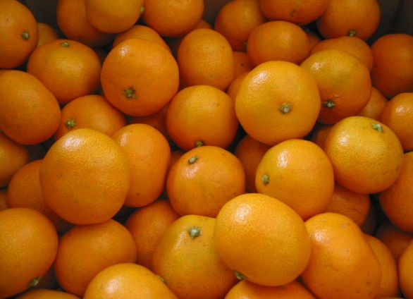 「七山みかん 2011」_a0120513_20242919.jpg