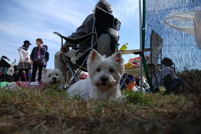 しろ犬まつり＠Westie Party！_e0121418_23281563.jpg