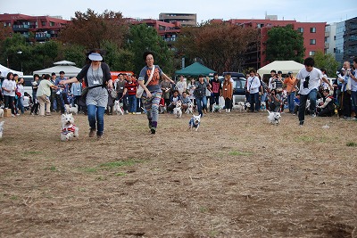 しろ犬まつり＠Westie Party！_e0121418_23301330.jpg