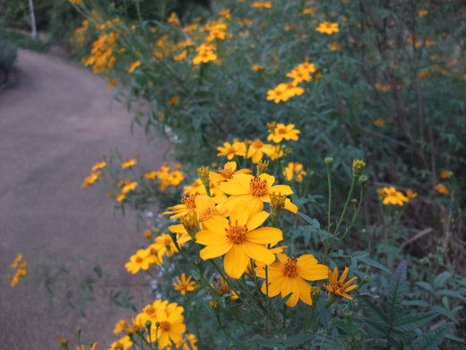 e0135518_1540113.jpg