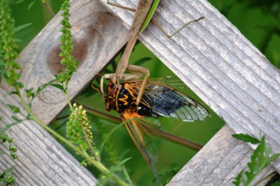 オオカマキリの狩り_c0148921_959611.jpg