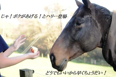 作り置きおかず☆もやしのピリ辛桜エビオイル和え_d0104926_3201866.jpg