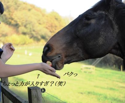 作り置きおかず☆もやしのピリ辛桜エビオイル和え_d0104926_3203177.jpg