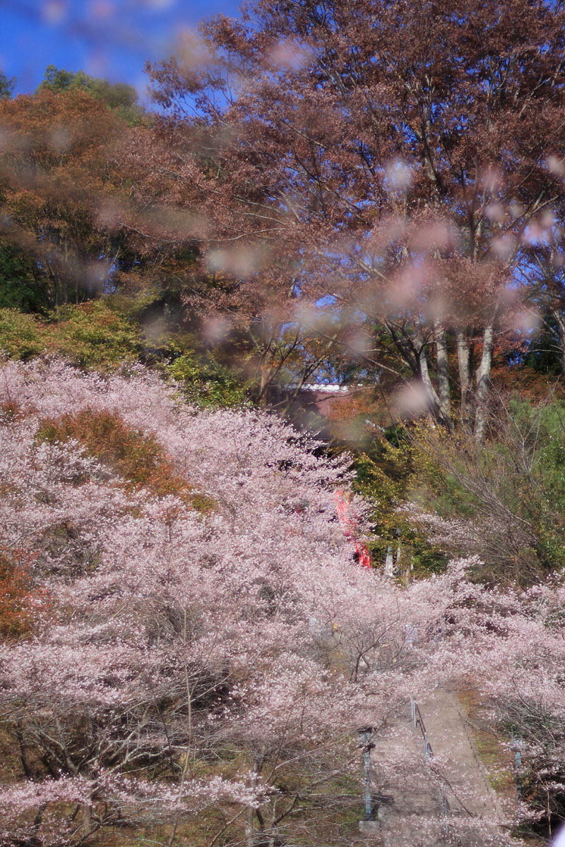 枯れ木に花を咲かせませう③_b0222029_18302145.jpg