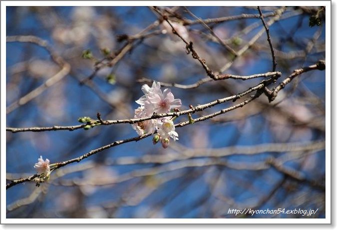 冬桜_d0087630_16212932.jpg