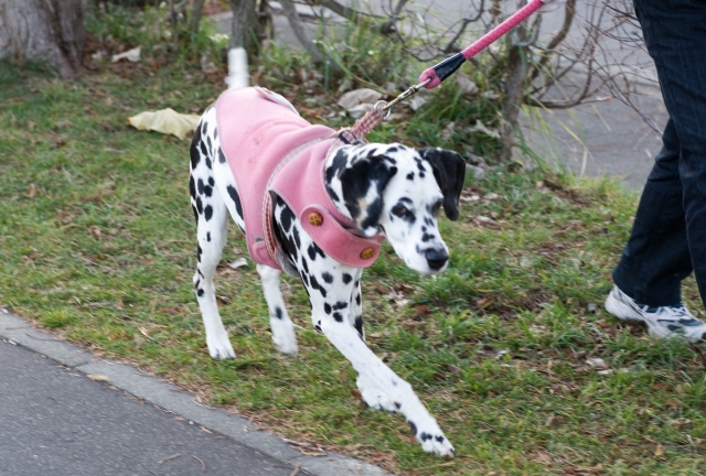 寒かったけど、やっぱり公園へ。_c0051132_20323520.jpg