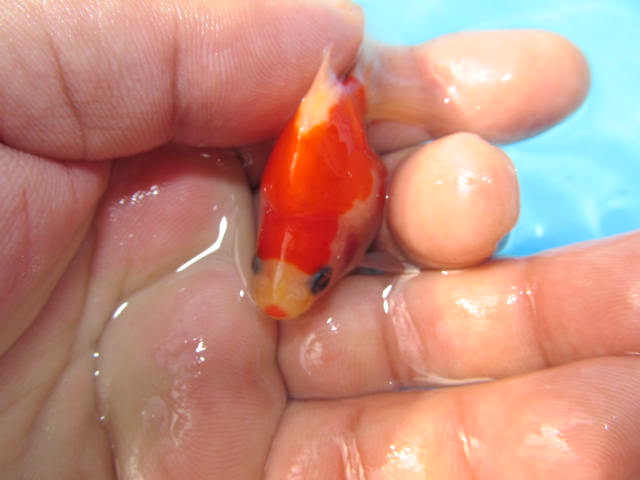 f0214235_23225753.jpg