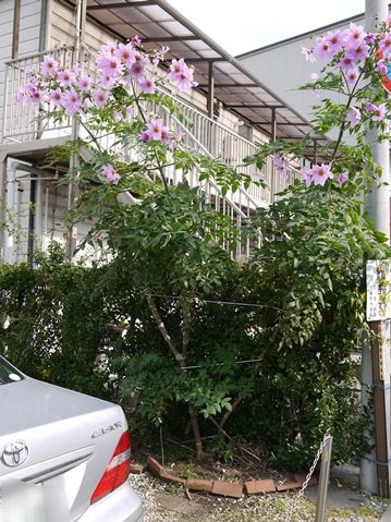 f0232136_1641647.jpg