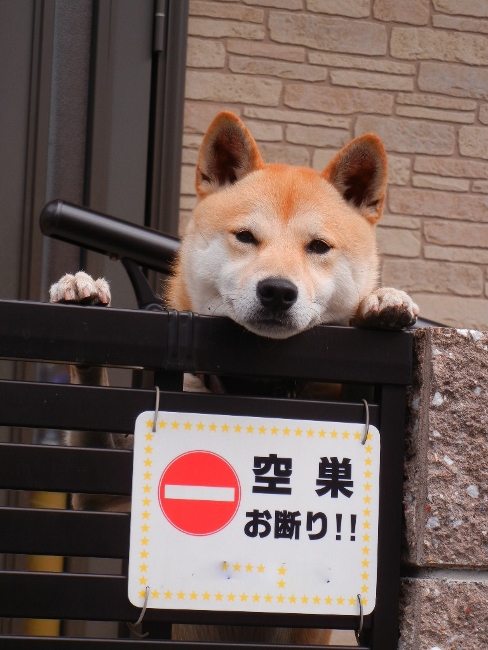 ２０１１年１１月１６日(水）　秋の日々_a0216142_2238437.jpg