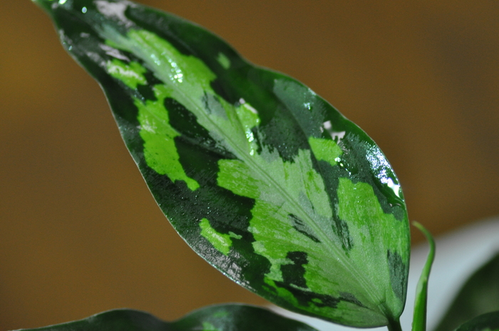 Aglaonema pictum \"tricolor\" P.Nias (Eureka) #2_e0213248_215013.jpg