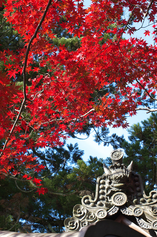 西明寺・紅葉風景_f0155048_22253668.jpg