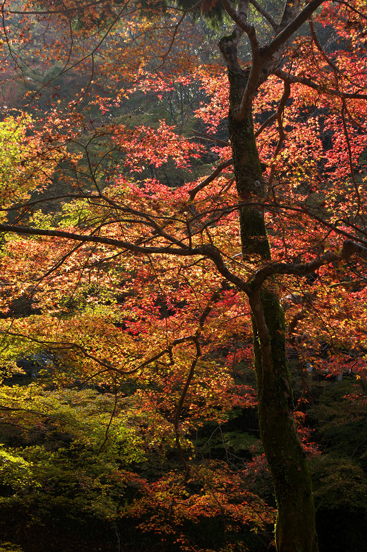 西明寺・紅葉風景_f0155048_22274194.jpg