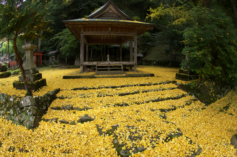 岩戸落葉神社の黄色い絨毯_f0155048_22563325.jpg