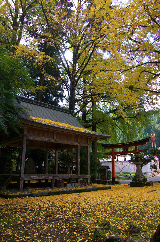岩戸落葉神社の黄色い絨毯_f0155048_22565522.jpg